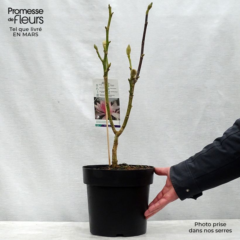 Magnolia sprengeri Pink Beauty 6L/7L pot sample as delivered in spring