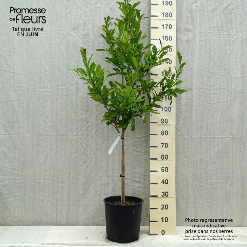 Magnolia stellata 18L/20L pot, Half standard sample as delivered in spring