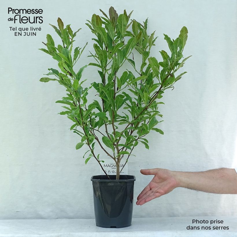 Magnolia stellata 2L/3L pot sample as delivered in summer