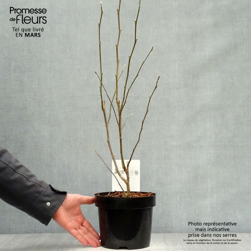 Magnolia stellata Rosea 2L/3L pot sample as delivered in spring