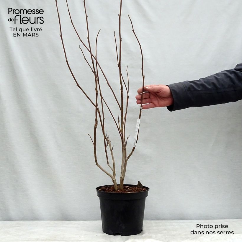 Magnolia soulangeana Lennei 4L/5L pot sample as delivered in winter