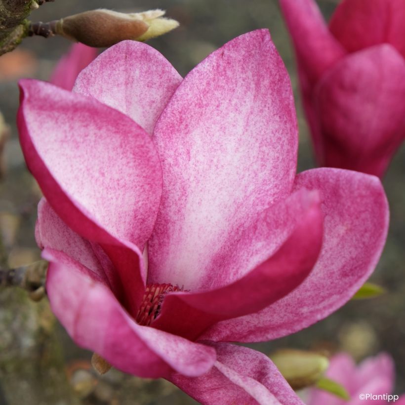 Magnolia Starburst (Flowering)