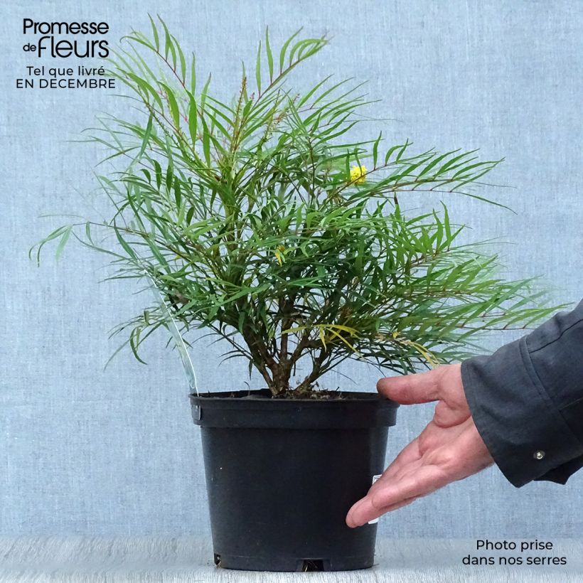 Mahonia Soft Caress - Mahonia hybrid 3L/4L pot sample as delivered in winter