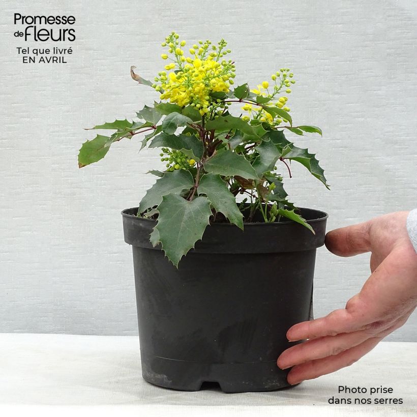 Mahonia aquifolium Apollo 2L/3L pot sample as delivered in spring