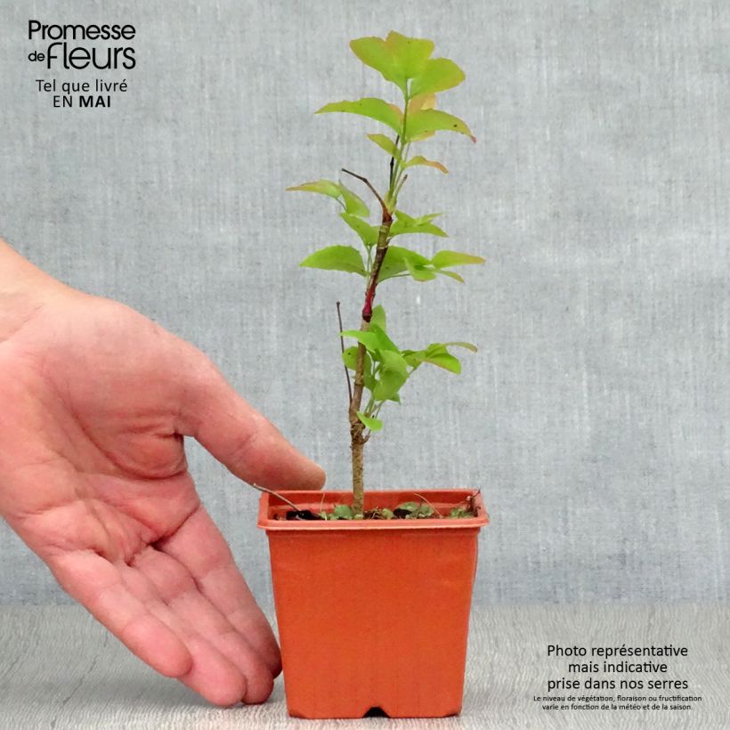 Mahonia aquifolium 8/9 cm pot sample as delivered in spring