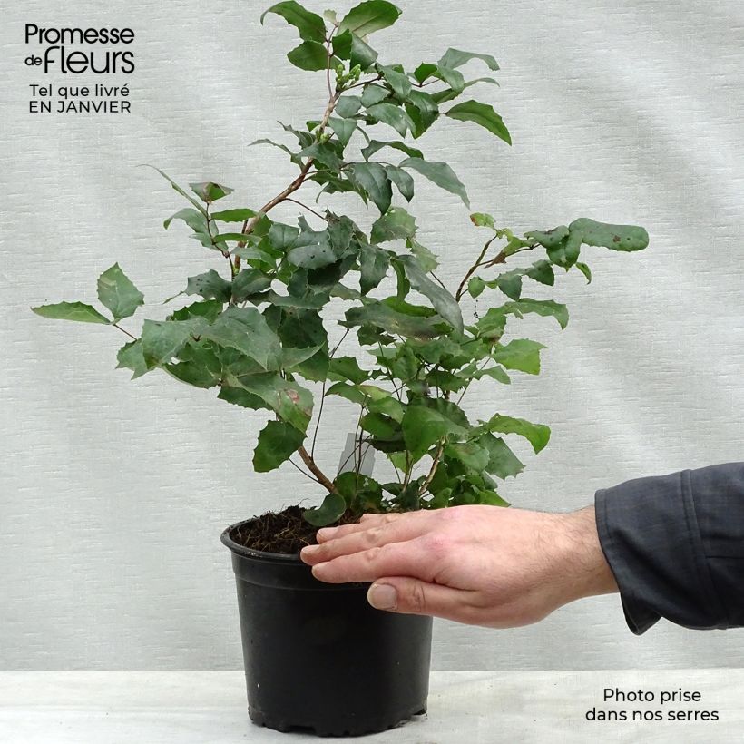 Mahonia aquifolium 2L/3L pot sample as delivered in winter