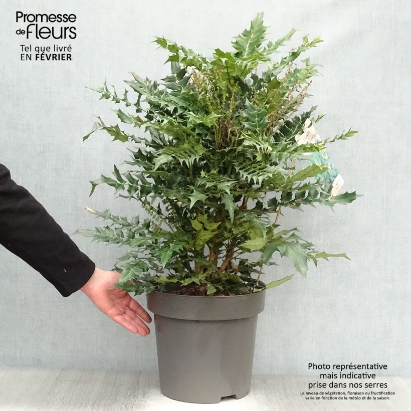 Mahonia x media Winter Sun 7.5L/10L pot sample as delivered in winter