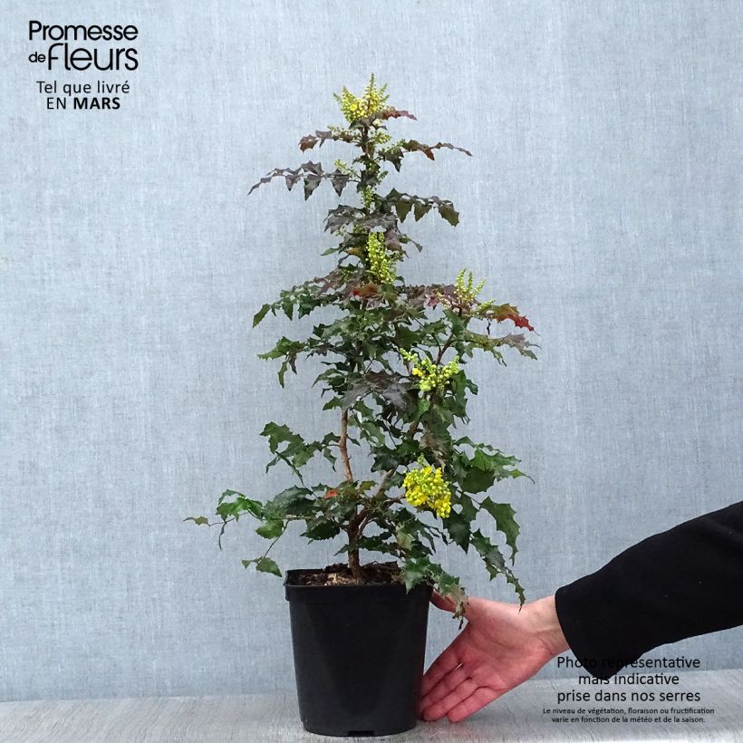 Mahonia x wagneri Fireflame 4L/5L pot sample as delivered in winter