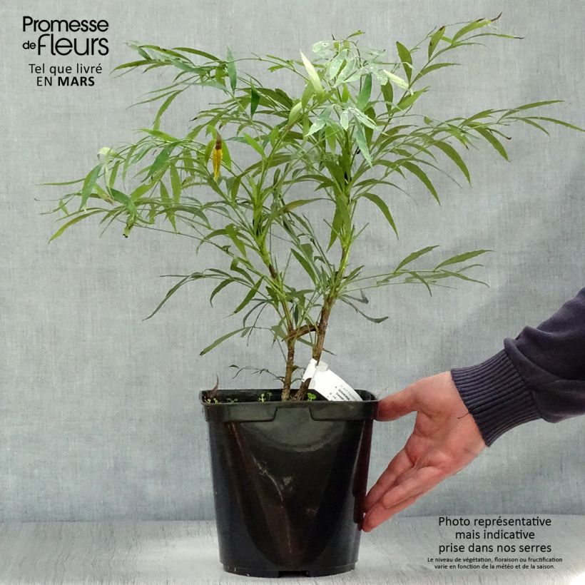 Mahonia eurybracteata Sweet Winter 3L/4L pot sample as delivered in spring