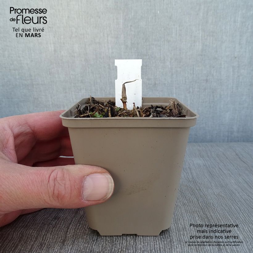 Maianthemum kamtschaticum 8/9 cm pot sample as delivered in winter