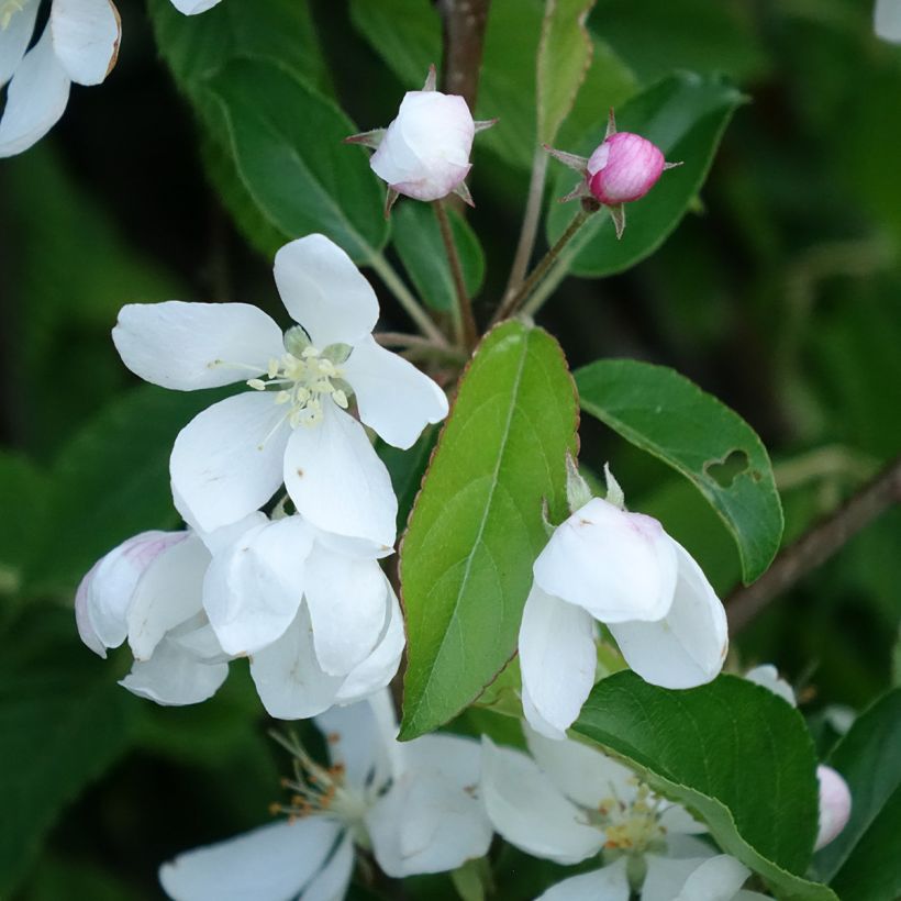 Malus Comtesse de Paris - Crab Apple (Flowering)