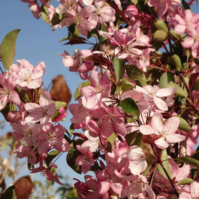 Malus x purpurea Ola - Purple Crabapple (Flowering)