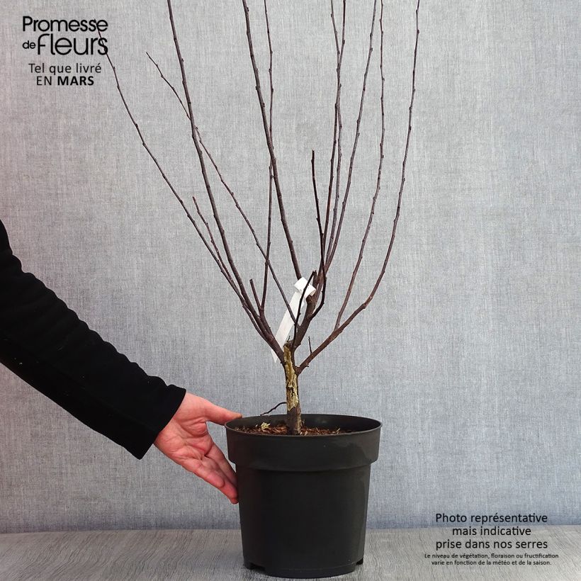 Malus toringo Freja - Crab Apple 7.5L/10L pot sample as delivered in winter