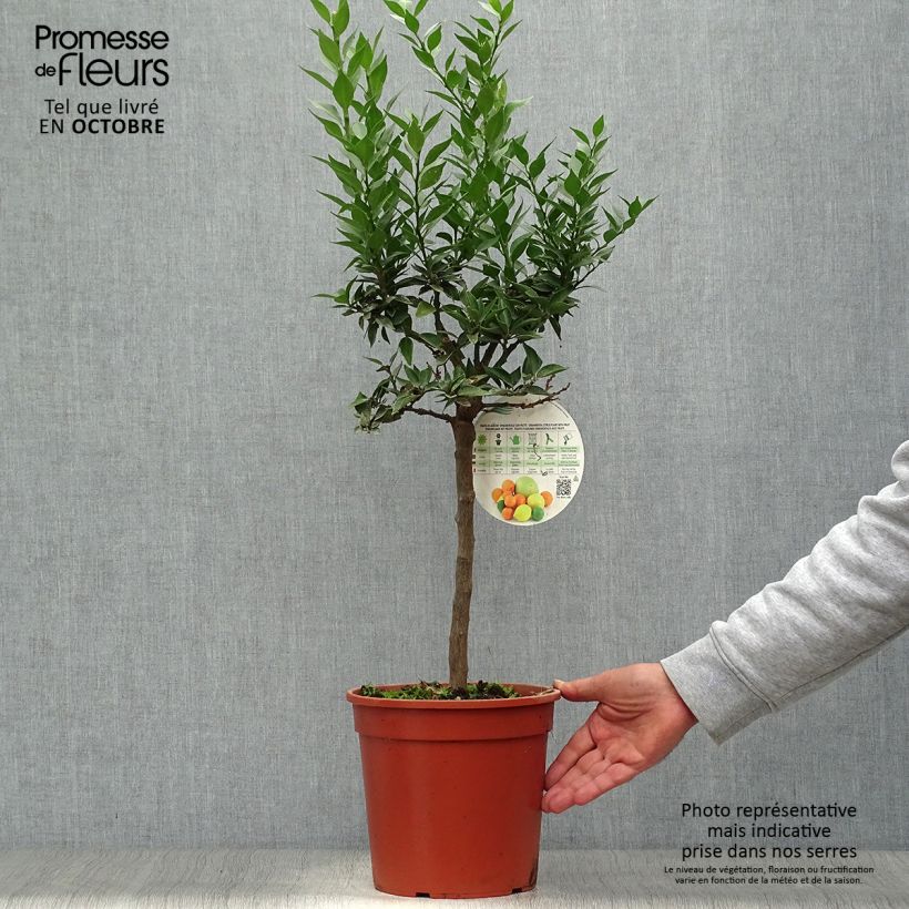 Chinese Mandarin Tree - Citrus myrtifolia 4L/5L pot, Quarter standard sample as delivered in autumn