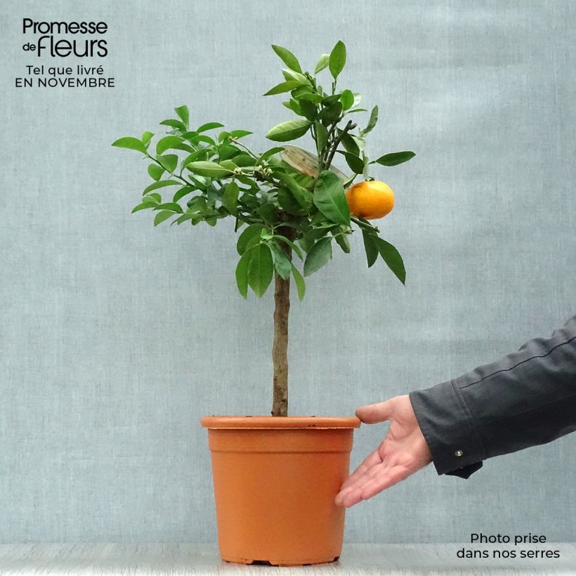 Satsuma Mandarin Tree - Citrus unshiu 4L/5L pot, Quarter standard sample as delivered in autumn