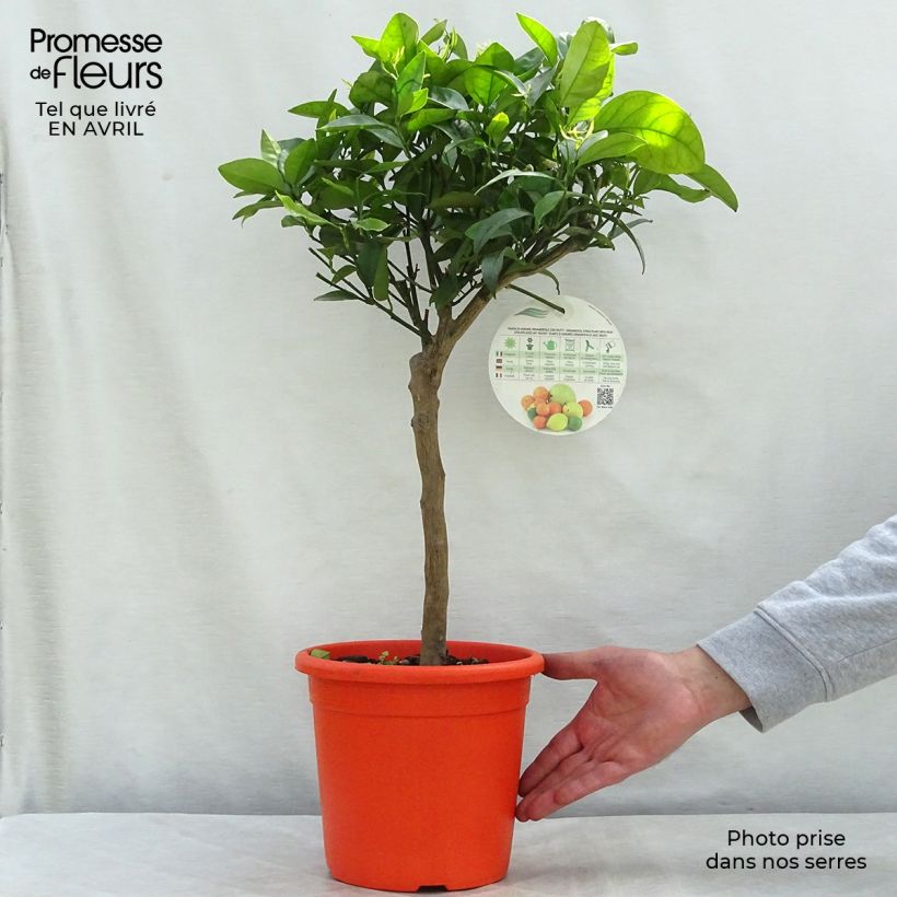 Satsuma Mandarin Tree - Citrus unshiu 4L/5L pot, Quarter standard sample as delivered in spring