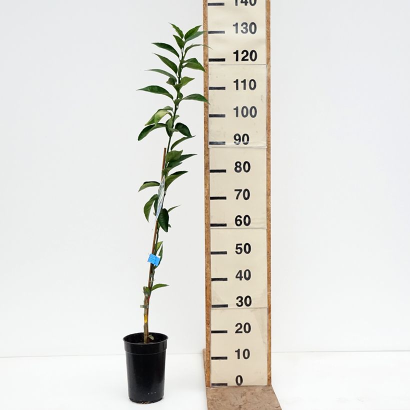 Mandarin Tree - Citrus deliciosa 3L/4L pot, Scion sample as delivered in winter