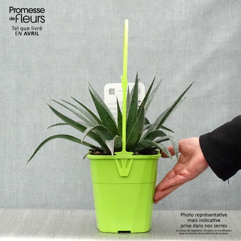 Mangave Inkblot 3L/4L pot sample as delivered in spring