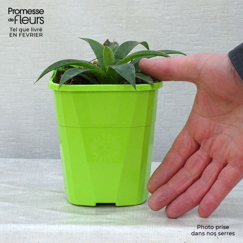 Mangave Lavender Lady 1L/1.5L pot sample as delivered in winter