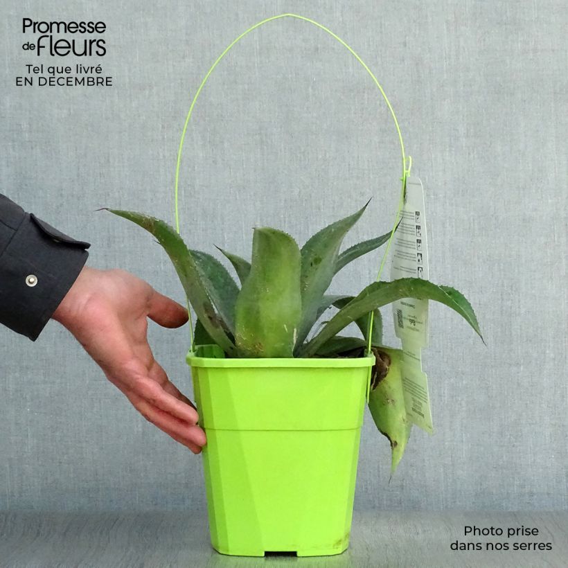 Mangave Mission to Mars 4L/5L pot sample as delivered in winter