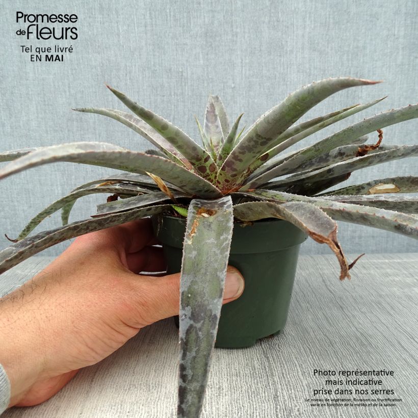 Mangave Moonglow 1L/1.5L pot sample as delivered in spring