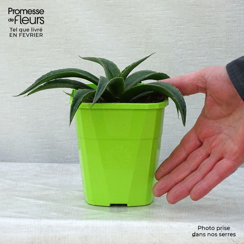 Mangave Redwing 1L/1.5L pot sample as delivered in winter