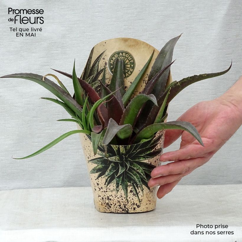 Mangave Redwing 1L/1.5L pot sample as delivered in spring