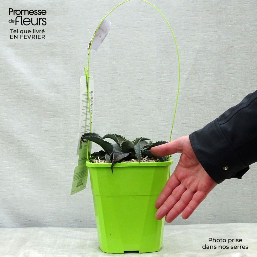 Mangave Silver Fox 3L/4L pot sample as delivered in winter