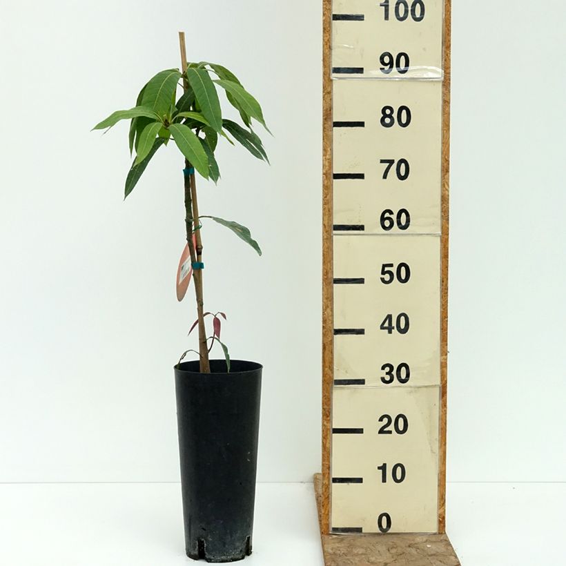 Mango tree Osteen - Mangifera indica  6L/7L pot sample as delivered in summer