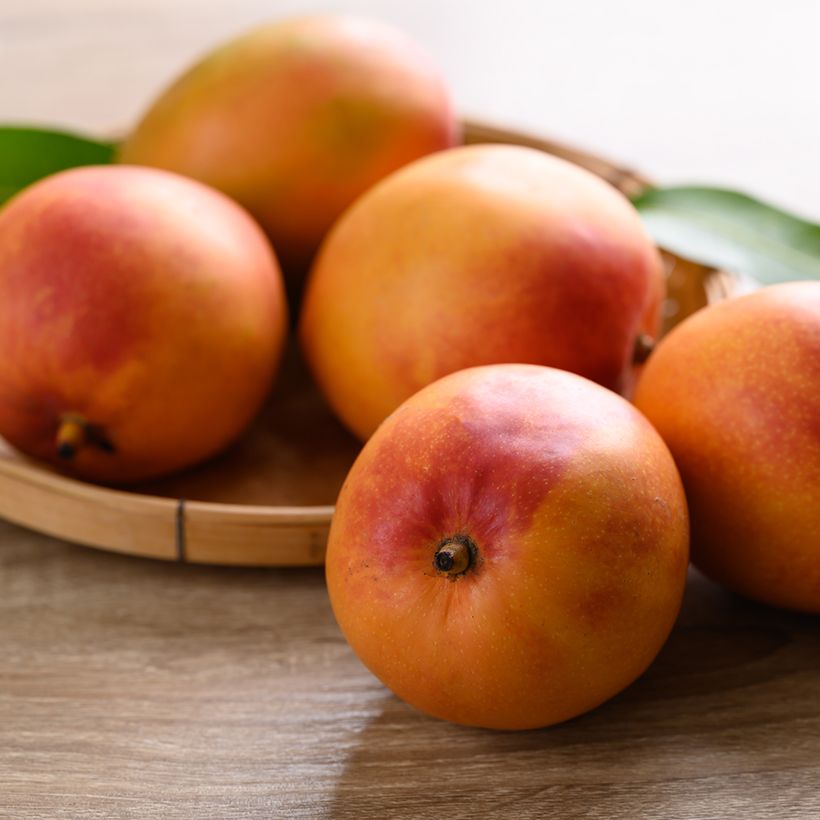 Mango tree Tommy Atkins - Mangifera indica (Harvest)