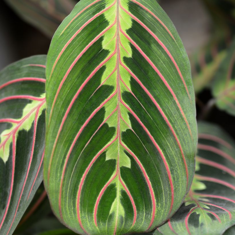 Maranta leuconeura Fascinator - Prayer plant (Foliage)