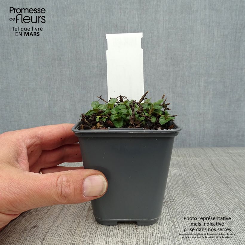 Origanum majorana - Sweet Marjoram 8/9 cm pot sample as delivered in spring