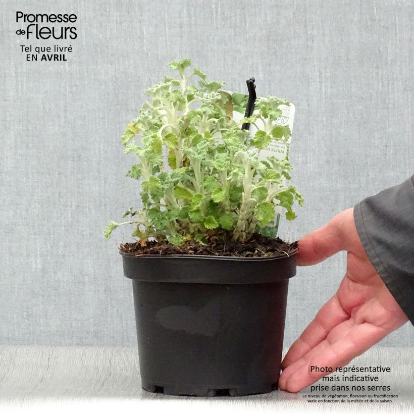 Marrubium vulgare 1.5L/2L pot sample as delivered in spring