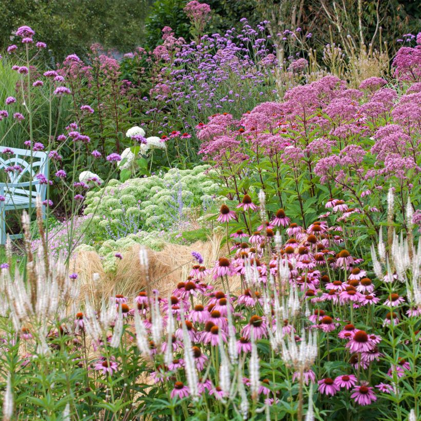 Naturalistic planting for 2m² (Flowering)