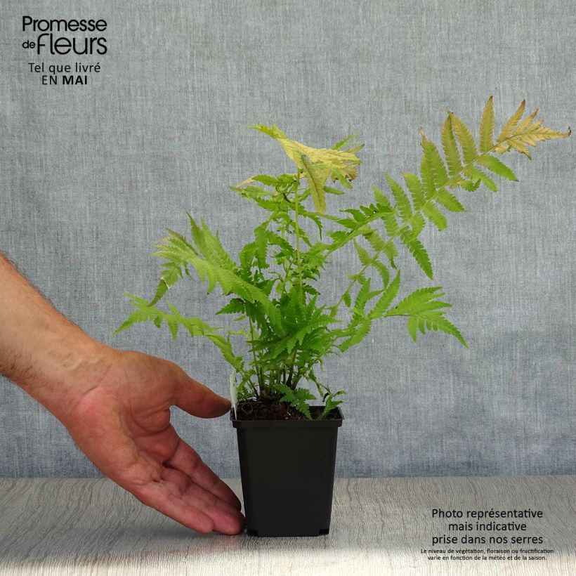 Matteuccia struthiopteris var. pensylvanica - Ostrich Fern 8/9 cm pot sample as delivered in spring