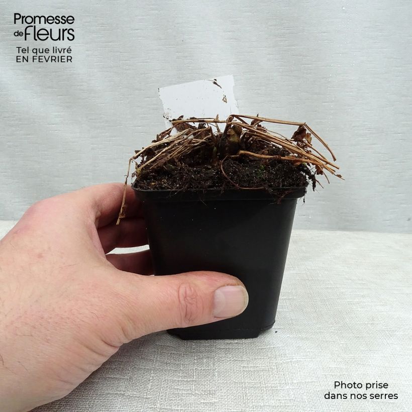 Matteuccia struthiopteris - Ostrich Fern 8/9 cm pot sample as delivered in winter