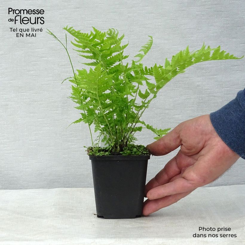 Matteuccia struthiopteris - Ostrich Fern 8/9 cm pot sample as delivered in spring