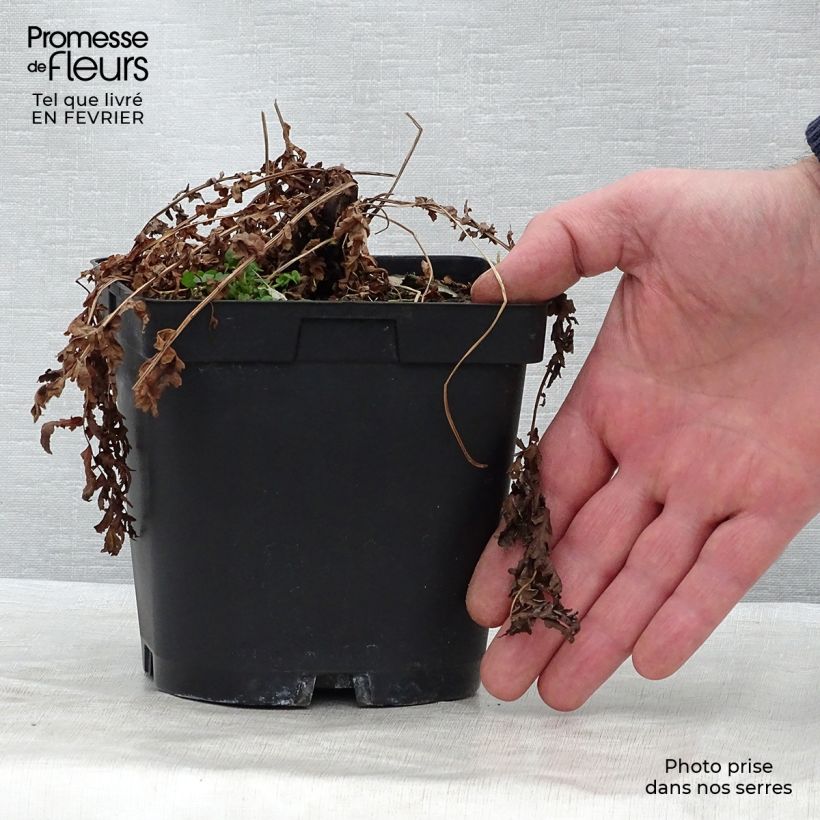 Matteuccia struthiopteris - Ostrich Fern 2L/3L pot sample as delivered in winter