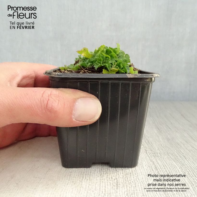 Malva moschata Alba - Musk Mallow 7/8 cm pot sample as delivered in winter