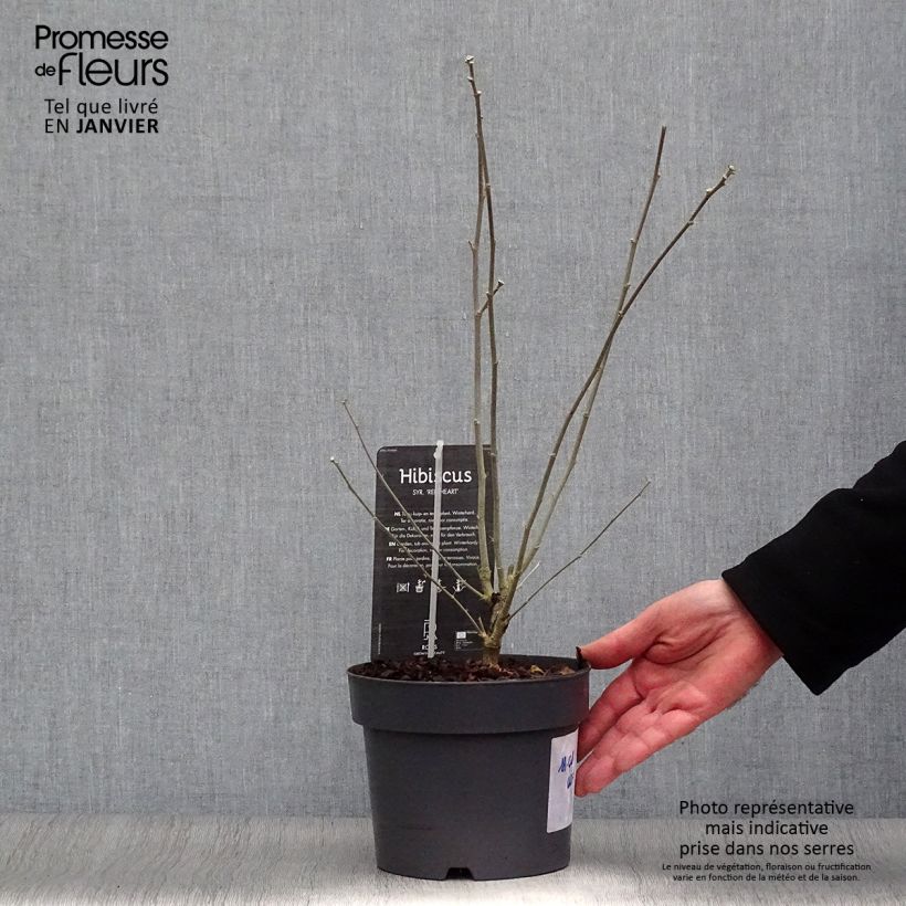 Hibiscus syriacus Red Heart - Rose of Sharon 3L/4L pot sample as delivered in winter