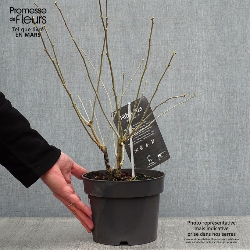 Hibiscus syriacus Red Heart - Rose of Sharon 3L/4L pot sample as delivered in spring