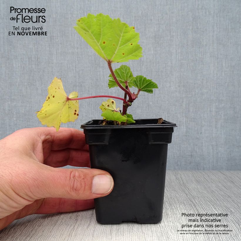 Malva sylvestris - Mallow 7/8 cm pot sample as delivered in autumn