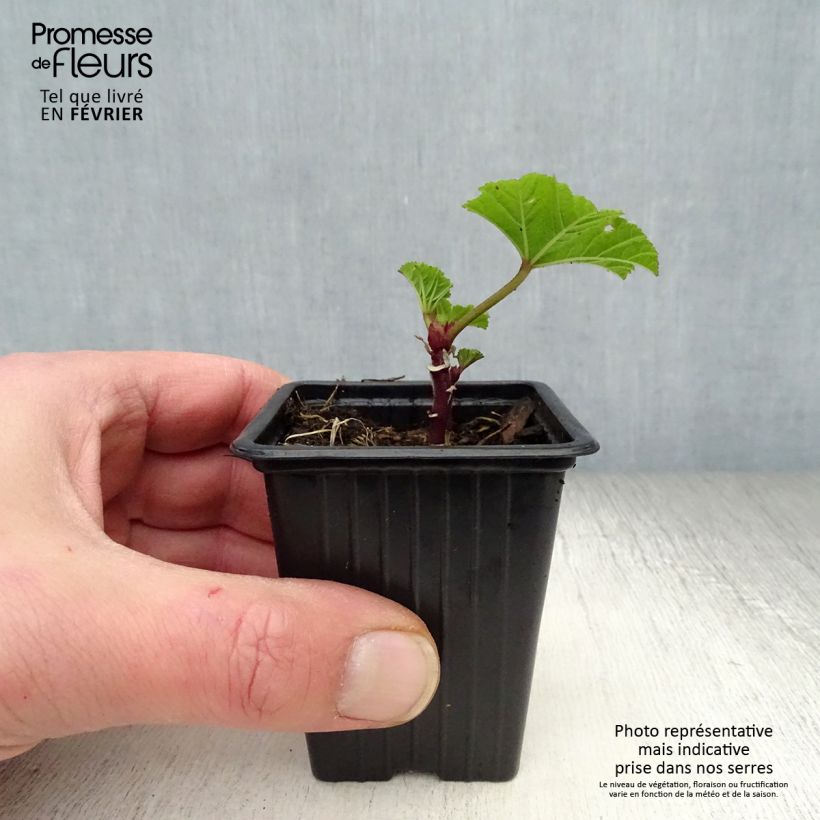 Malva sylvestris - Mallow 7/8 cm pot sample as delivered in winter