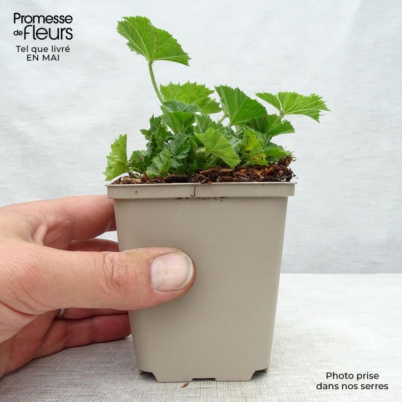 Malva sylvestris Primley Blue - Mallow 8/9 cm pot sample as delivered in spring