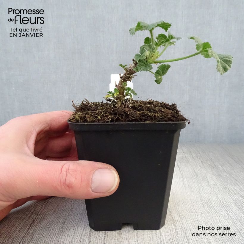 Malva sylvestris Primley Blue - Mallow 8/9 cm pot sample as delivered in winter