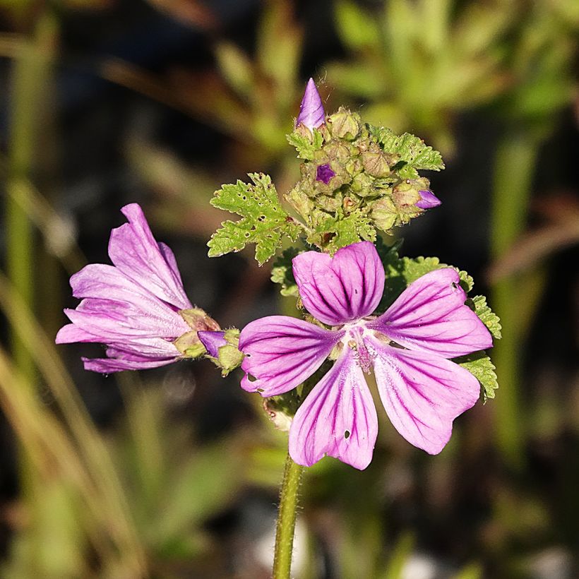Malva sylvestris - Mallow (Flowering)
