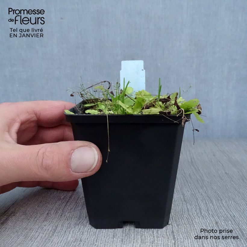 Mazus miquelii 8/9 cm pot sample as delivered in winter