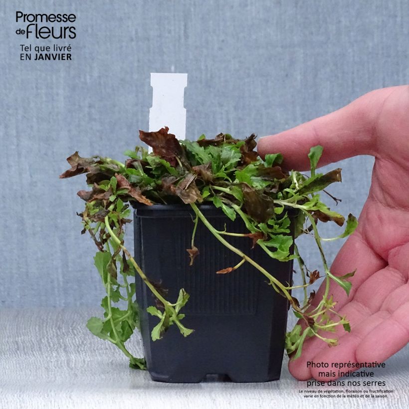 Mazus reptans Albus 8/9 cm pot sample as delivered in winter