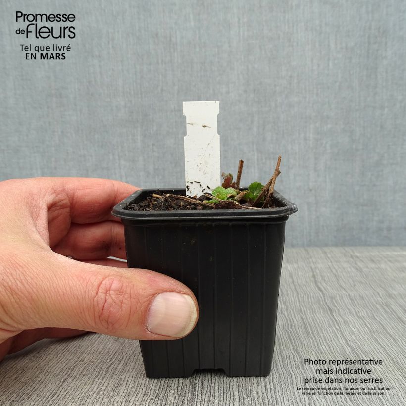 Meehania urticifolia Japanblau 8/9 cm pot sample as delivered in spring