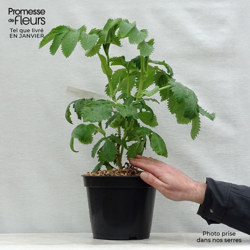 Melianthus major 3L/4L pot sample as delivered in winter